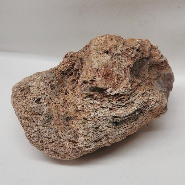 Versteinertes Holz Madagaskar